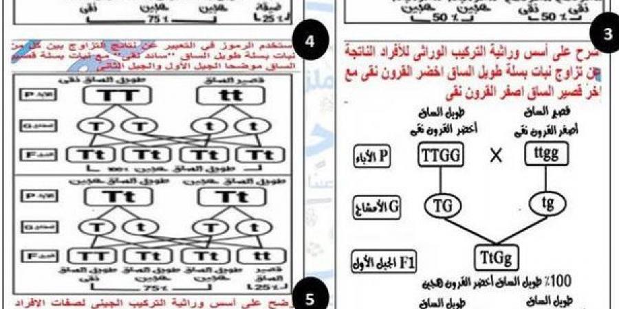 أبرز 5 مسائل وراثية متوقع في العلوم لـ الصف الثالث الاعدادي