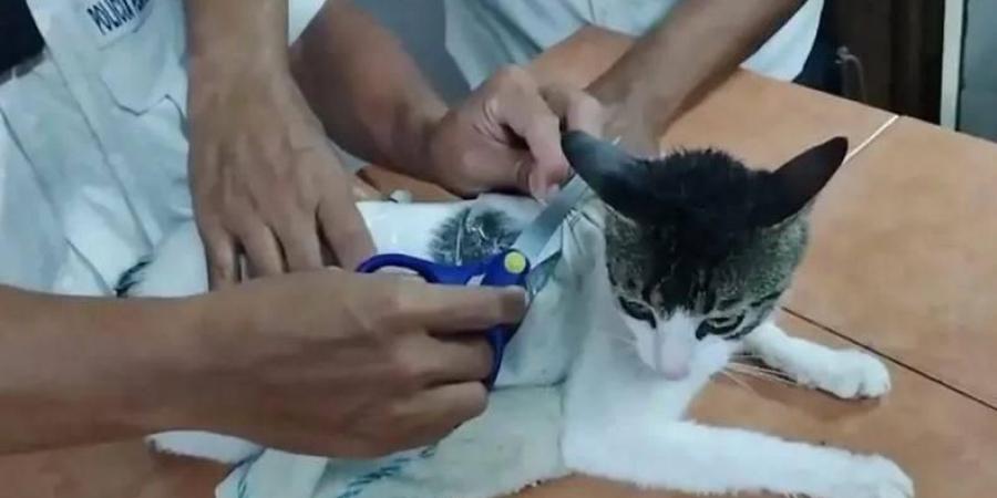اعتقال قطة بتهمة تهريب المخدرات لأحد سجون كوستاريكا (فيديو)