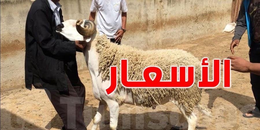 عيد الإضحى: 21 دينار و900 ملّيم للكلغ الحيّ