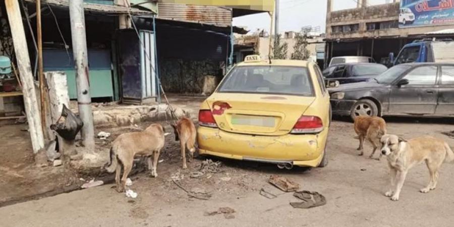القضاء يلزم بلدية إربد بدفع 1518 دينارًا تعويضًا لمواطن عقره كلب ضال  ..  تفاصيل