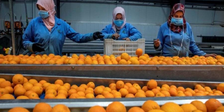 ارتفاع صادرات القوارص ب 46 بالمائة خلال موسم 2024 - 2025