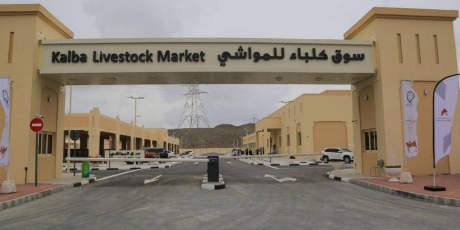خطة متكاملة في أسواق المواشي بكلباء وخورفكان
