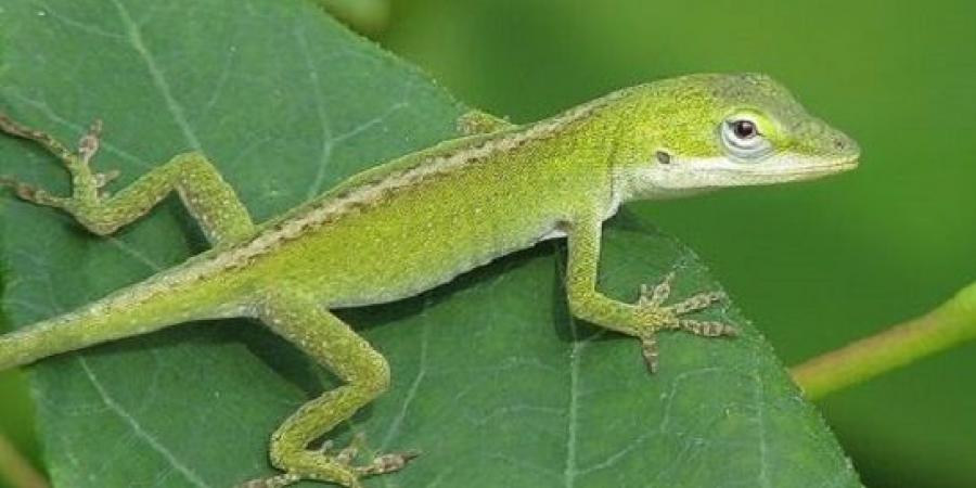 تفسير رؤية السحلية في الحلم للعزباء والمتزوجة والرجل