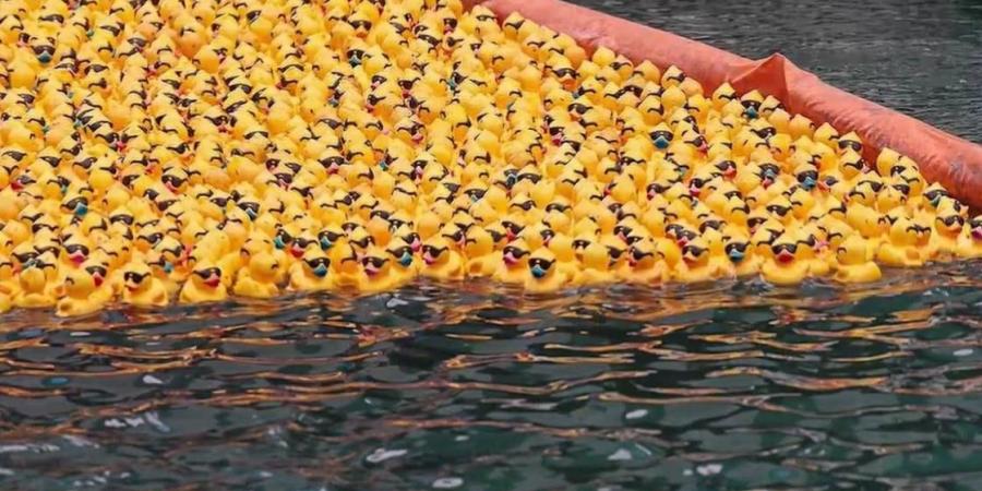 82 ألف بطة مطاطية تتسابق في نهر شيكاغو