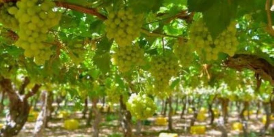 نجاح زراعة (7) أنواع أعلاف موسمية شتوية