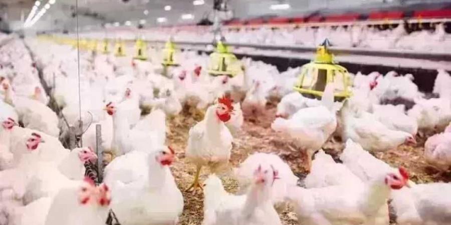 أسعار الدواجن اليوم الخميس.. الفراخ وصلت لكام