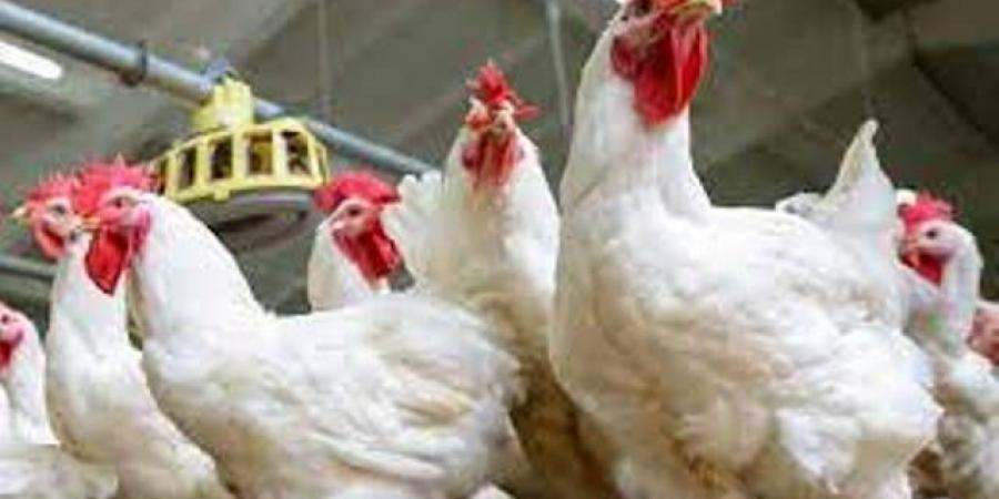 أسعار الدواجن اليوم السبت 16-8- 2025 