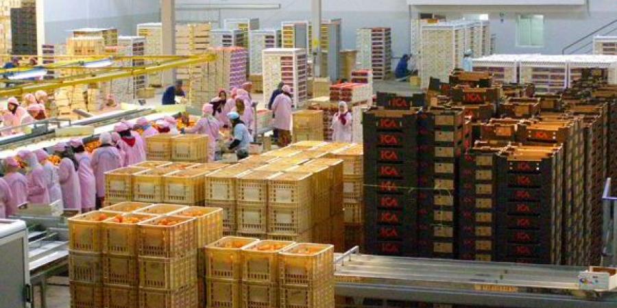 صادرات تونس من الغلال تصل الى أكثر من 96 مليون دينار مع منتصف شهر اوت وبروز الهند وسنغفورة كحرفاء جدد