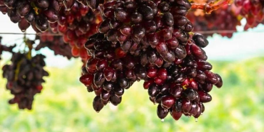 (51) هكتارًا من مزارع عنب الباحة تنتج (772) طنًّا سنويًا