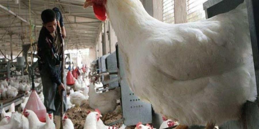اسعار الدواجن اليوم الثلاثاء 19-8-2025