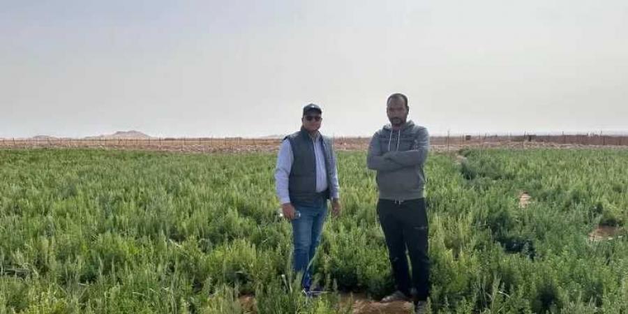 الحكومة: الدولة تتحمل 70 مليار جنيه لتوفير الأسمدة للمزارعين بأسعار مناسبة