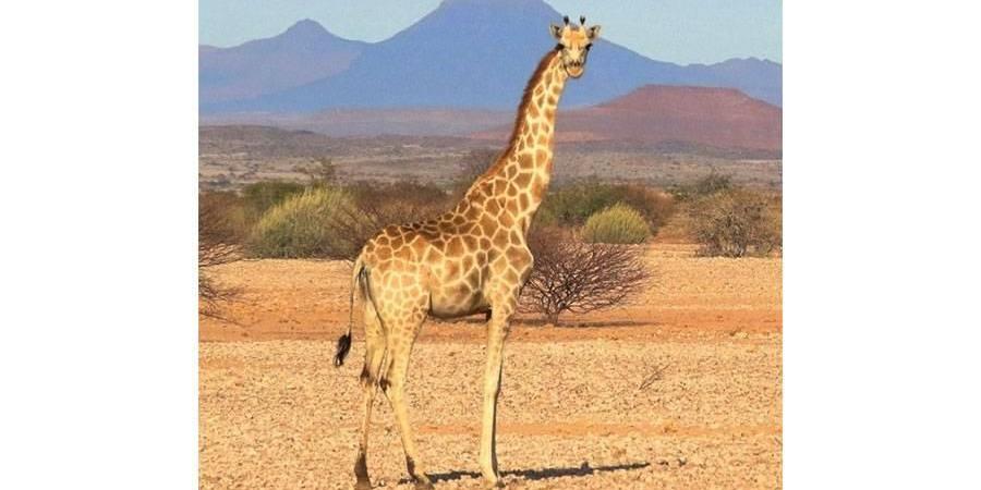 تصنيف دولي جديد: الزرافات 4 أنواع