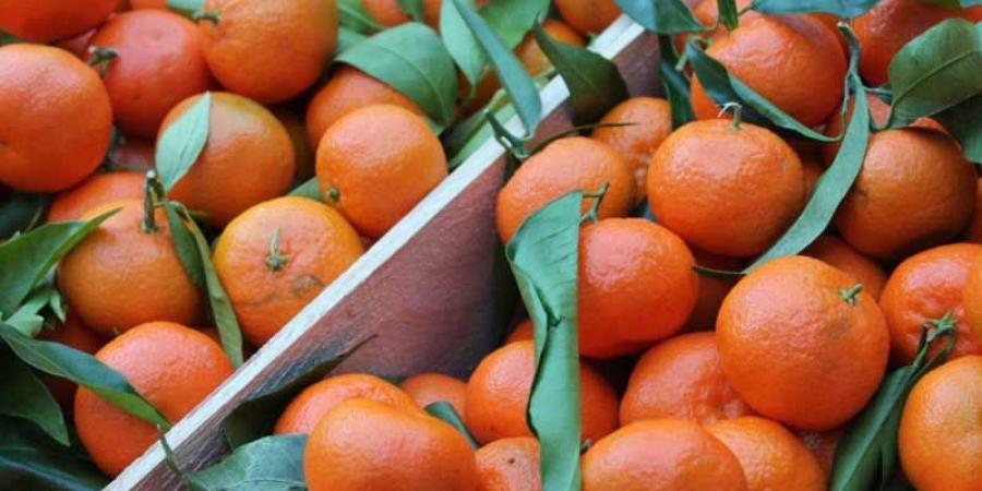 في الوطن القبلي...تحدّيات تهدّد وجود قطاع القوارص