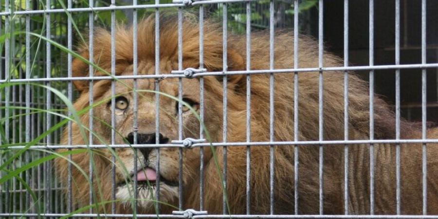 ليبيا.. مفاجأة قوية بانتظار "صاحب مزحة الأسد" مع عامل مصري
