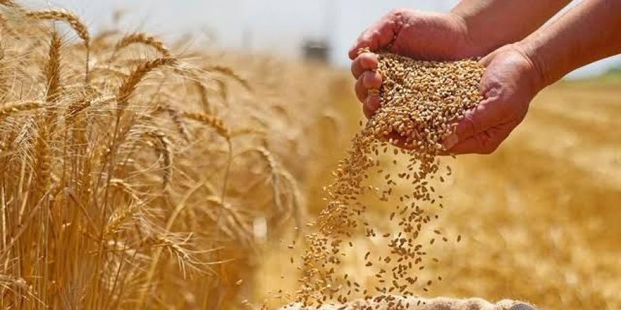 ارتفاع أسعار القمح عالميًا مع ضعف إمدادات السوق