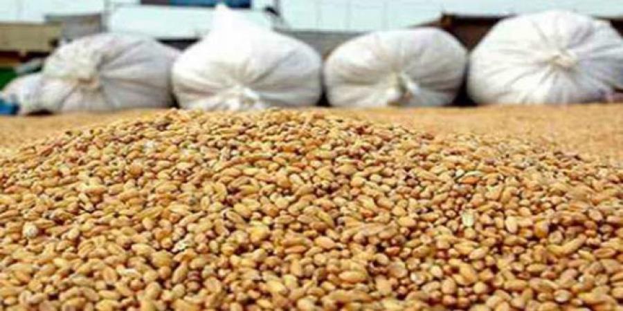 تجميع حوالي 11،800 مليون قنطار من الحبوب إلى موفى جويلية 2025..