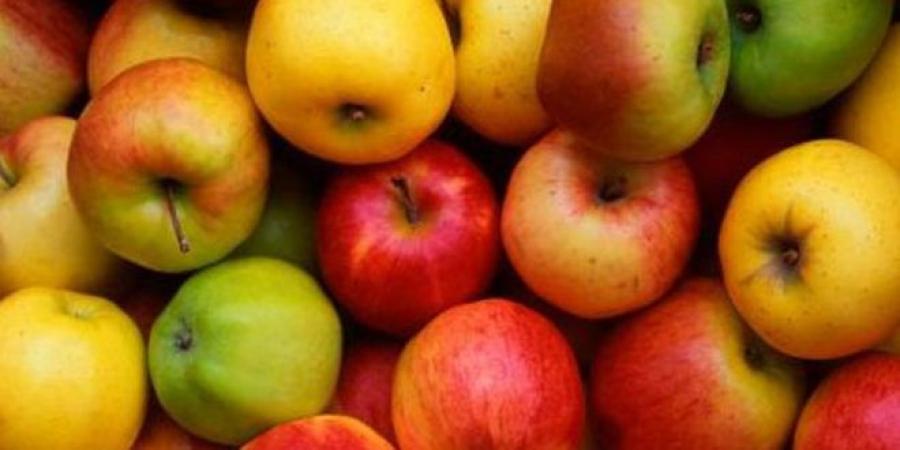 صابة التفاح في القصرين ترتفع الى 62 ألف طن..#خبر_عاجل