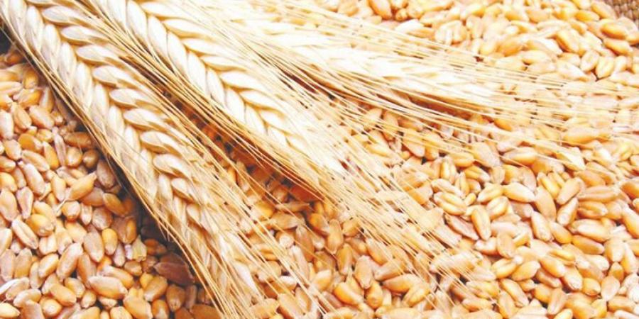 وزارة الفلاحة تضبط أسعار بيع البذور