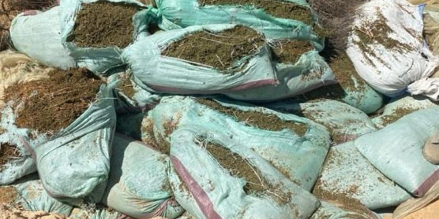 ضبط عصابة خطيرة زرعت قطعة أرض بنبات الهيدرو في الإسماعيلية ..صور