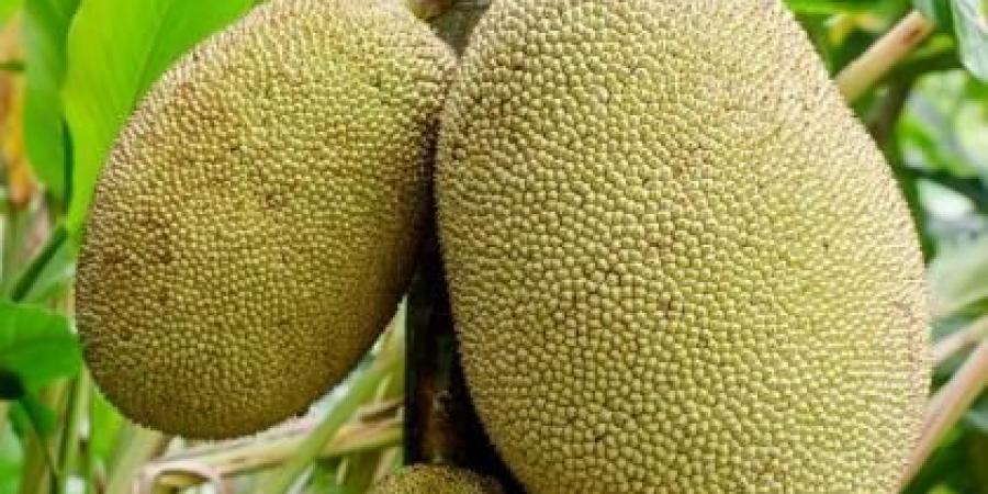 تعرف إلى أضخم فاكهة في عالم النباتات!