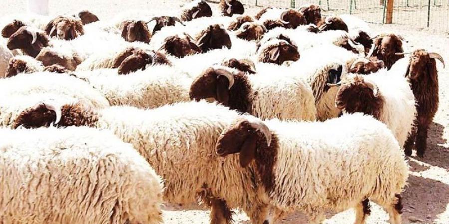 توريد 200 طن من لحوم الضأن المبردة لبيعها للعموم ب900ر38 دينارا للكلغ