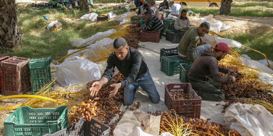 تراجع عائدات صادرات التمور ب3,8% خلال التسعة أشهر الأولى من الموسم