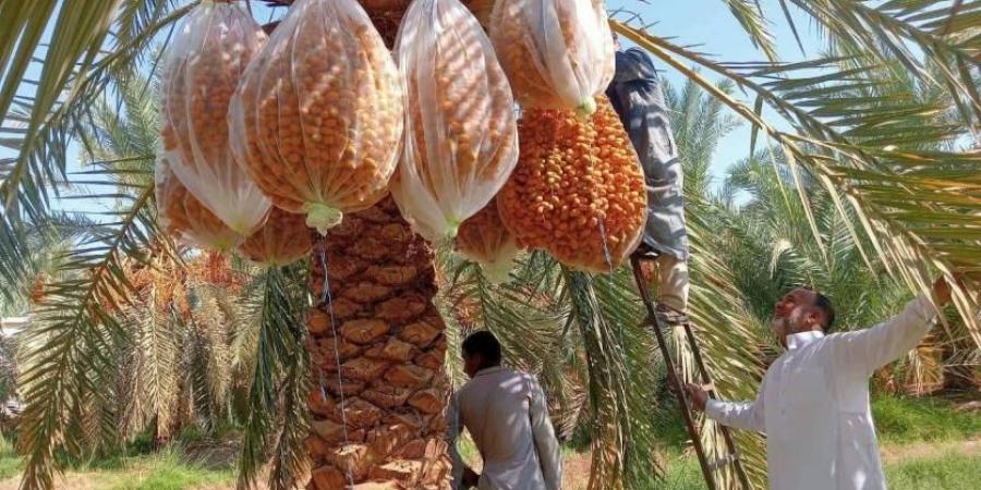 جهود مصرية لتحسين جودة التمور وفق معايير عالمية