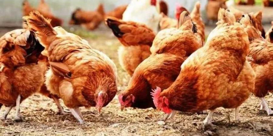 الكيلو بـ 114 جنيه .. أخر تحديث لأسعار الفراخ في بورصة الدواجن اليوم 25 اغسطس 2025