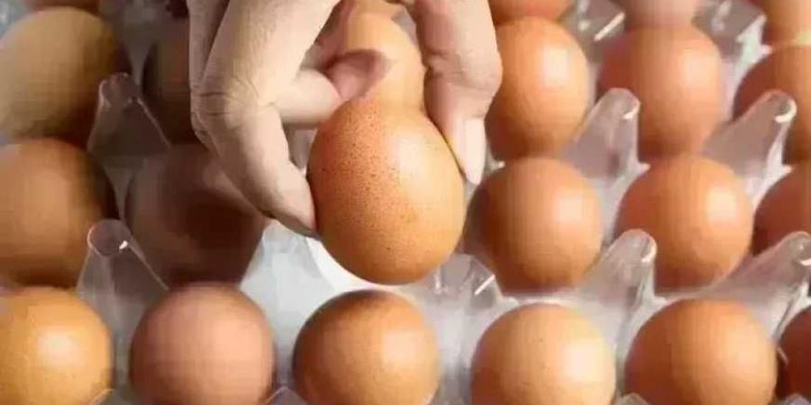 أسعار البيض في الأسواق اليوم الإثنين 25 أغسطس 2025.. الكرتونة بكام