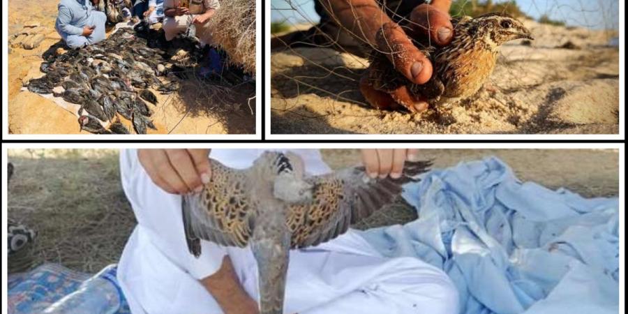 صيد الطيور في مطروح.. بين "هواية الملوك" ومصدر عيش للأسر البسيطة