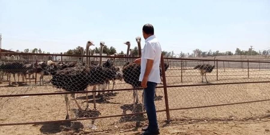 اقامة أكبر مزرعة نعام في مصر على أرض الإسماعيلية..صور