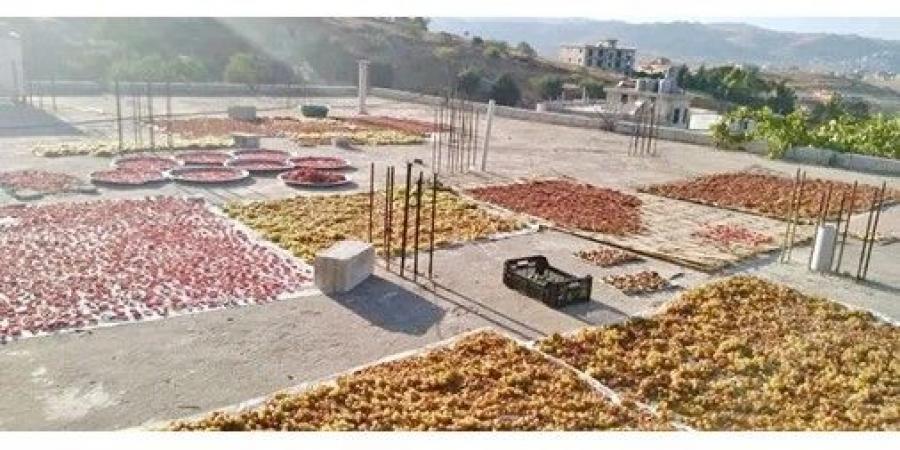 «الزبيب البلدي» بين خسائر النضوج السريع والتشجيع
