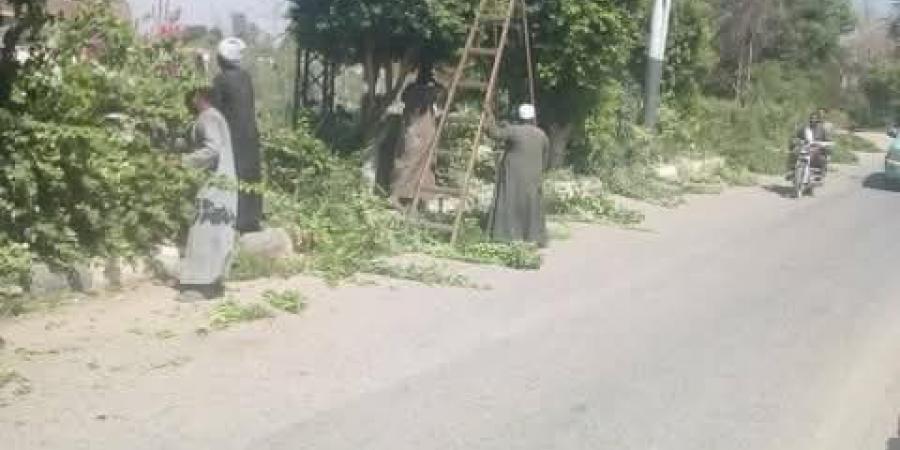 الأقصر.. إسنا تتجمل بحملات تشجير موسعة بالميادين والشوارع