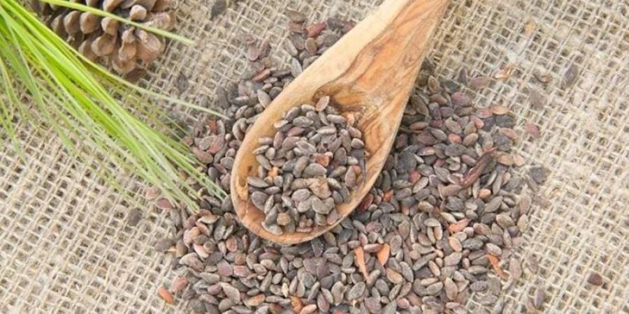نابل: صابة الزقوقو تُقدَّر ب30 طنا وأسعار الكيلوغرام بين 55 و65 دينارا