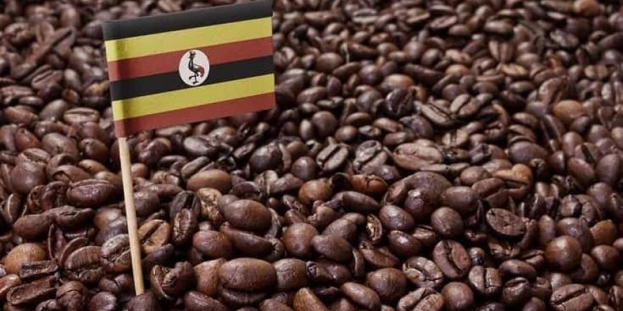 حصاد وفير يرفع صادرات القهوة الأوغندية 21% في يوليو