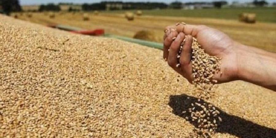 سليانة: تجميع مليون و577 ألف قنطار من الحبوب